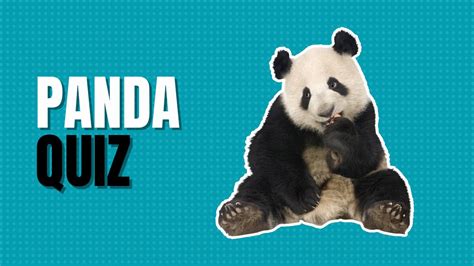 25 Panda Quiz Questions And Answers Quiz Trivia Games