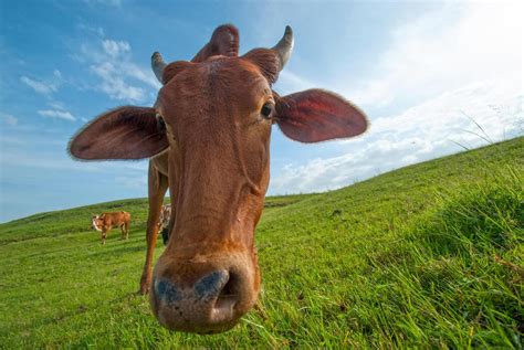 farm stock  images  backgrounds