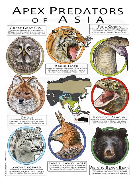 apex predators  asia poster print