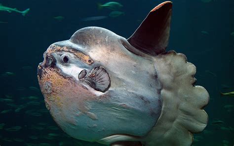 Los Peces M S Feos Del Mundo Masdestacados