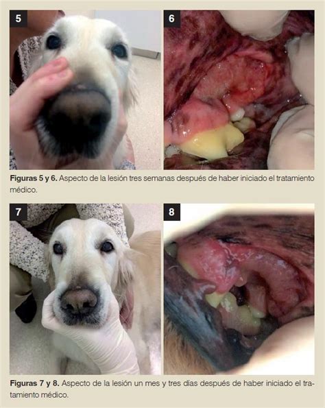 Causas Y Tratamiento De La Necrosis Lingual En Perros Mascotario