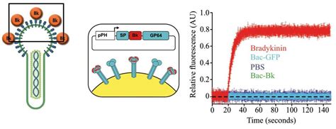 Viruses Free Full Text Baculovirus Display Of Peptides And Proteins For Medical Applications