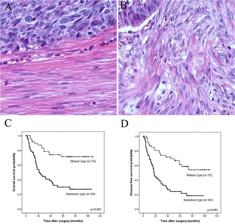 Histological Categorization Of Stromal Fibroblast On Hematoxylin And