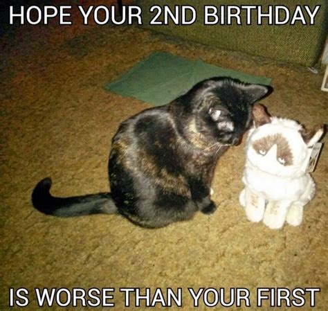 Funny Cat Birthday Memes For The Feline Lovers In Your Life Cat