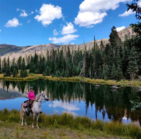 Illustrious SBA In The New Mexico Mountains Stella Bella Arabians LLC