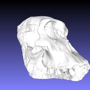 Australopithecus Sediba, Ancient Hominid Skull In-situ, Museum Quality ...