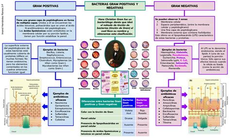 Bacterias Gram Positivas Y Negativas Imanol Hernandez UDocz