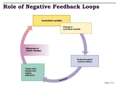 Negative Feedback Examples Systems Theory Mgmtfeti