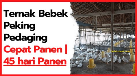 Ternak Bebek Peking Pedaging Cepat Panen 45 Hari Panen