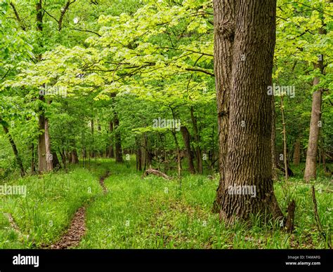 Cook county forest preserve hi-res stock photography and images - Alamy