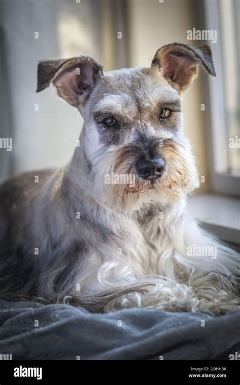 Portrait Of Miniature Schnauzer Stock Photo Alamy