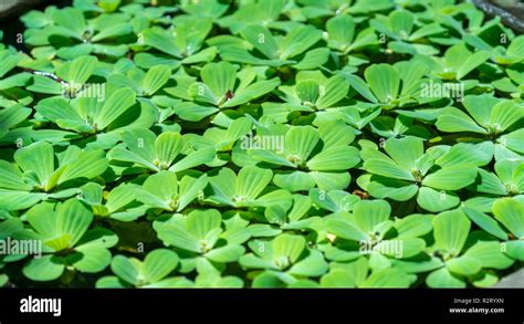 Pistia Plants On The Water Shoot With Narrow Focus This Is The Genus