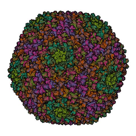 Rcsb Pdb 6cgv Revised Crystal Structure Of Human Adenovirus