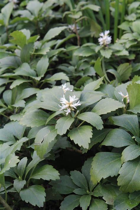 10 Couvre Sols Persistants Qu Il Faut Avoir Dans Son Jardin PlIGVJHK