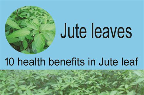 Jute leaves. It reduces high blood pressure and body disease free