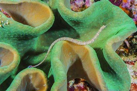 A Close Up View Of A Banded Pipefish At Home On Australias Great