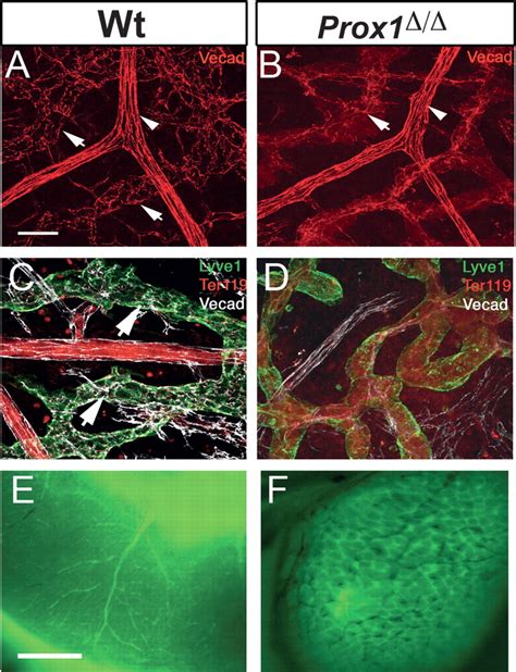 Lymphatic Endothelial Cell Identity Is Reversible And Its Maintenance