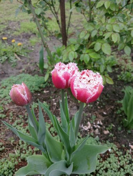 Купить Луковицы Тюльпанов в Украине Недорого - FLORIUM