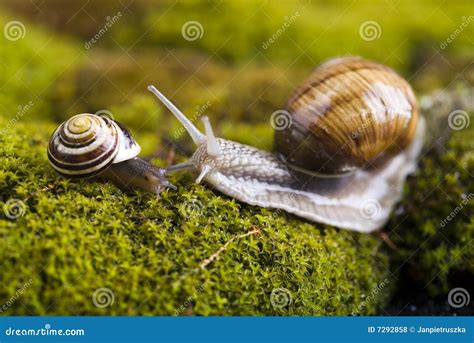 Snails Stock Photo Image Of Fauna Leaf Moss Green 7292858