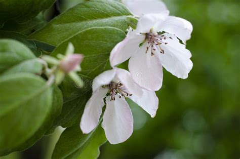 Quince Apple Tree Close Up Stock Image Image Of Garden Focus 157808933