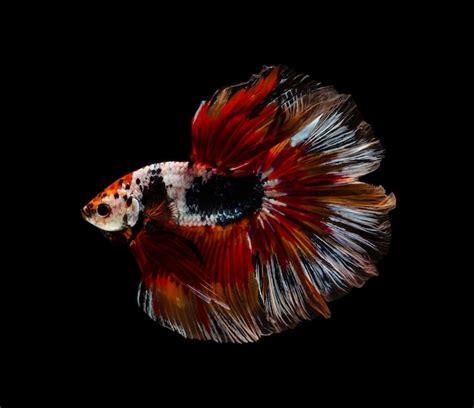 Premium Photo Colorful Half Moon Betta Splendens Fish Siamese