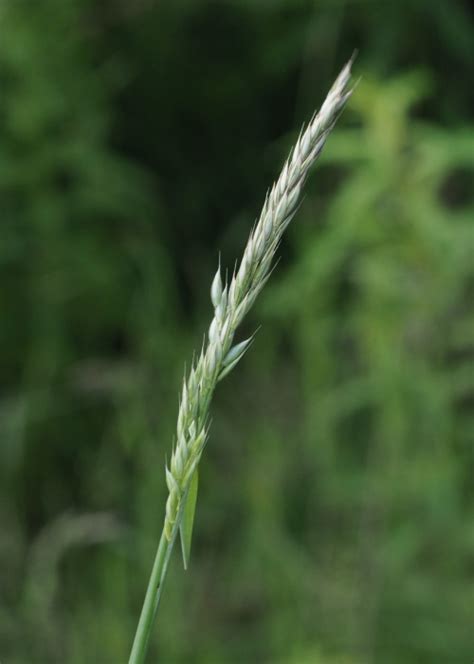 Creeping Soft Grass Naturespot