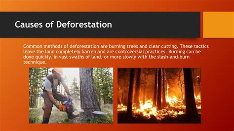 5 Major Causes Of Deforestation