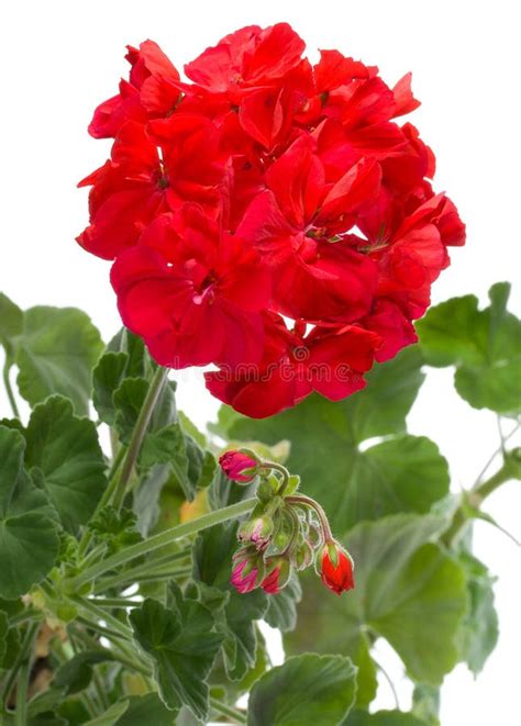 Geranium Stock Photo Image Of Plain Green Coloration