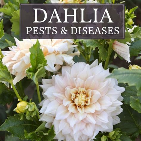 Common Dahlia Pests and Diseases - Longfield Gardens