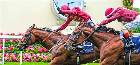 Horses In Training Qatar Racing