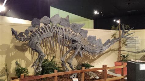 Geology And Paleontology Of The Grand Valley Museums Of Western Colorado