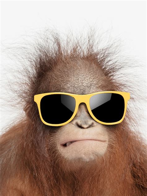 Fun Orangutan in Sunglasses Printable Wall Art Orangutan | Etsy