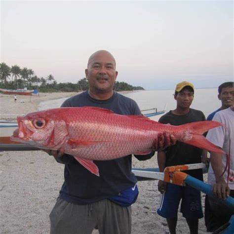 Snapper Maya Maya Fishing The Philippines