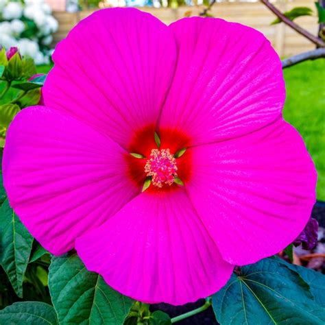 Premium Photo Hibiscus Syriacus Pink Giant