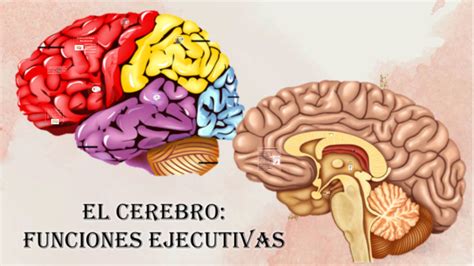 El cerebro y sus funciones ejecutivas by LIZETH PAOLA PEãA LOZANO on Prezi