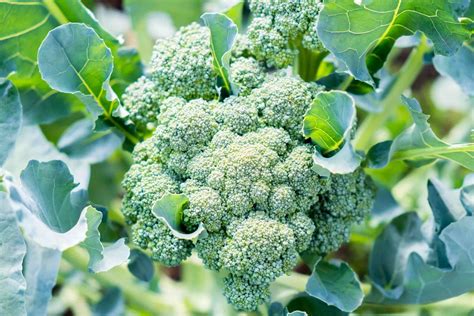 How To Harvest Broccoli Seeds Chicago Land Gardening