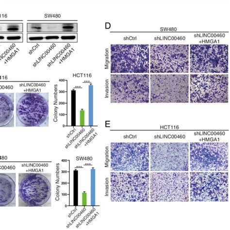 Mettl Mediated Modification Of Hmga Stabilized Hmga Expression In