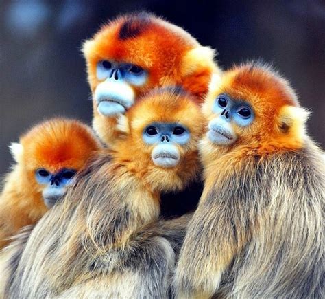 18 Best Images About Golden Snub Nosed Monkey On Pinterest