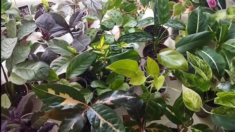 Собираюсь на выставку 🌿/ Какие растения я беру с собой 🍀🌺🌵 - YouTube