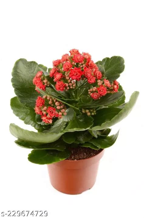Hybrid Kalanchoe Plant Hedg