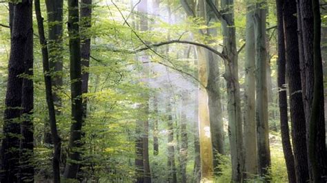 Más de un tercio de los árboles está en peligro de extinción en el