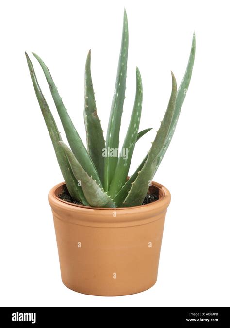 Aloe Vera Aloe Vera Aloe Barbadensis In Planter Stock Photo Alamy