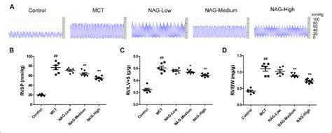 Effects Of Naringin On Hemodynamics And Rvh In The Mct Induced Pah