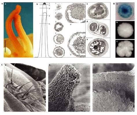 Differentiation In Yeast Multicellullar Communities A Multicellular