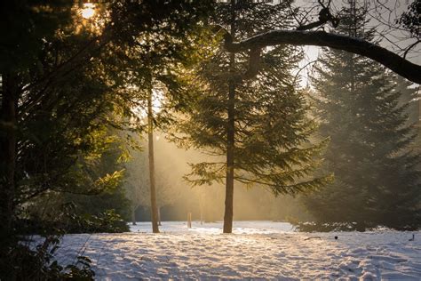 Banco De Imagens árvore Agua Natureza Floresta Ramo Neve Dom