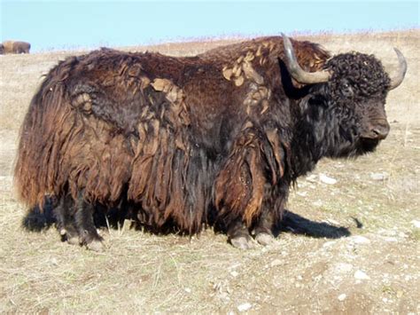 Yak Bull Images Yak Breeding Stock Yak Bull For Sale