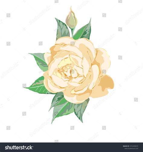 Yellow Rose Vector Isolated Drawing Stock Vector (Royalty Free ...