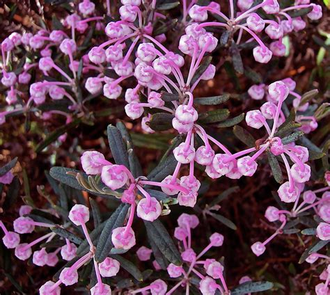 Bog Rosemary Photograph by Randy Rosenberger - Fine Art America