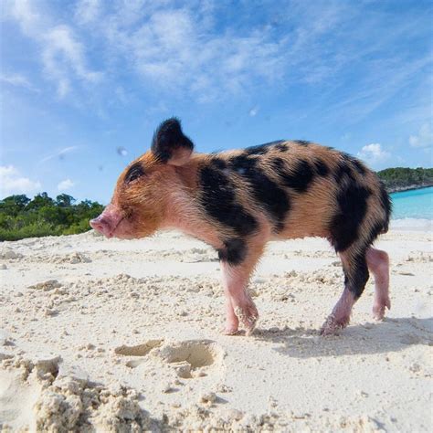 Pig Beach, Big Major Cay, Bahamas