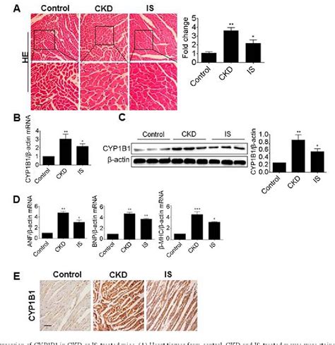 Figure From Inhibition Of Cyp B Ameliorates Cardiac Hypertrophy